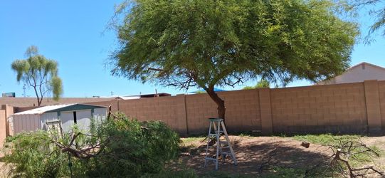 Az native trees  palms trimmer 🌴🌳🏡