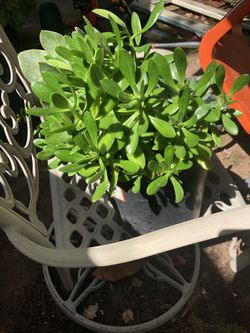 Succulent medium size