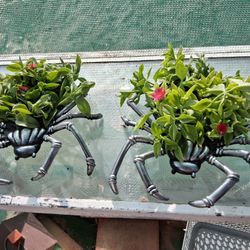 Spider Plant For Halloween 