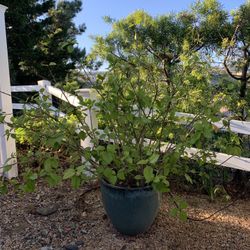 Large Teal Ceramic Planter Pot With Flowers