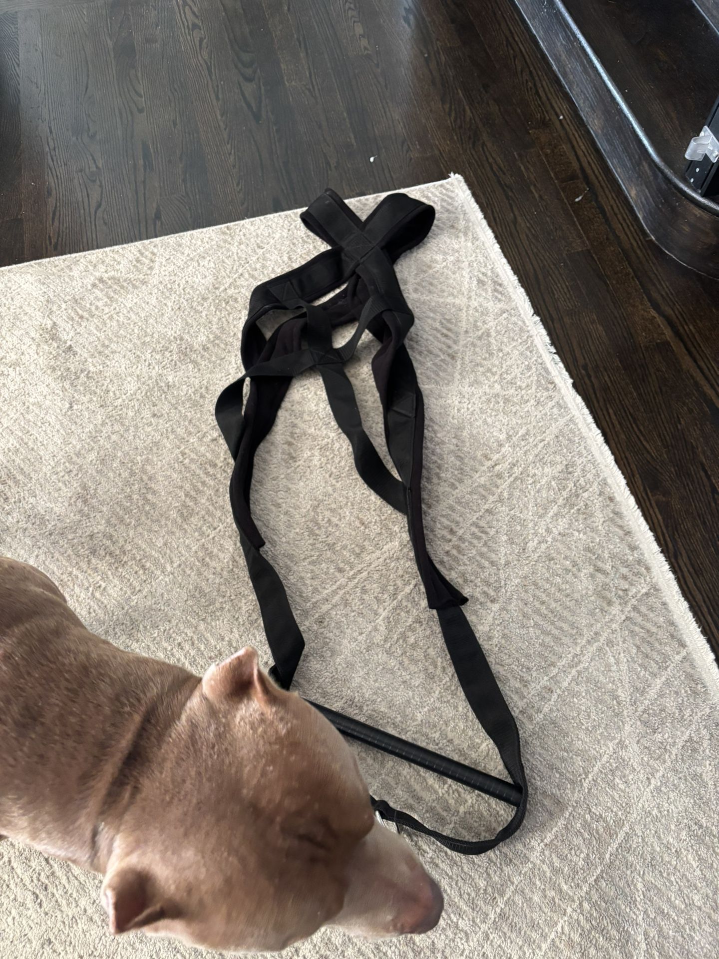 Dog Weight Pulling harness 