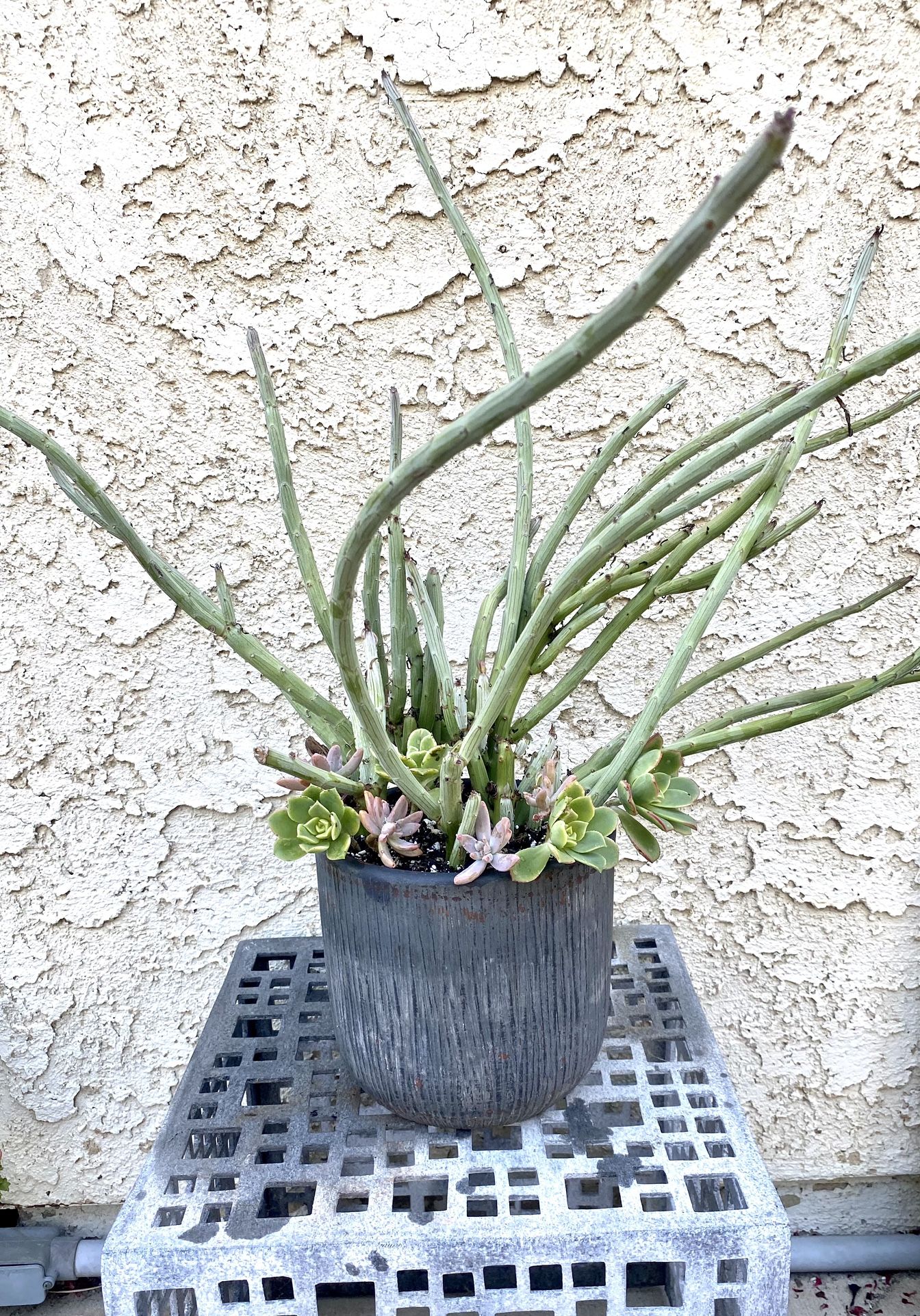 Beautiful Succulent  Arrangement 