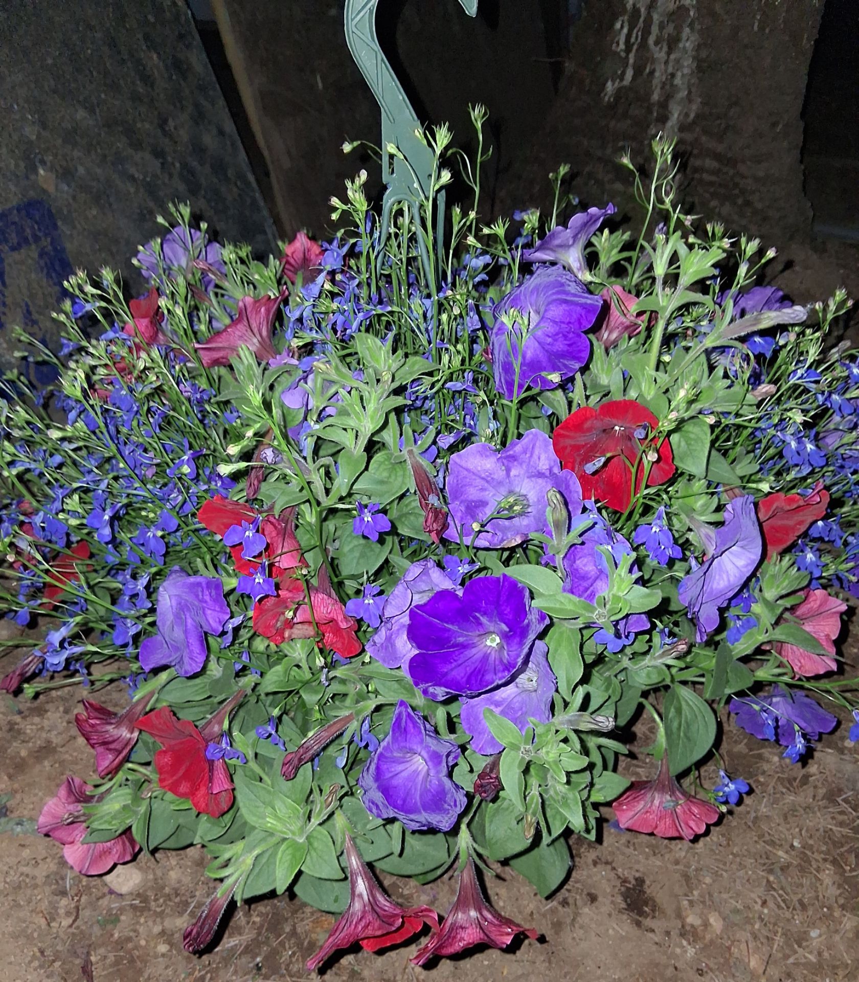 Petunia and Lobelia Hanging Baskets