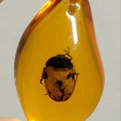 Brand New 2.5" Grapevine Beetle Encased In Amber-color Resin Pendant Craft Ready. PENDANT ONLY NO NECKLACE INCLUDED. The insect in the AMBER-COLOR pen