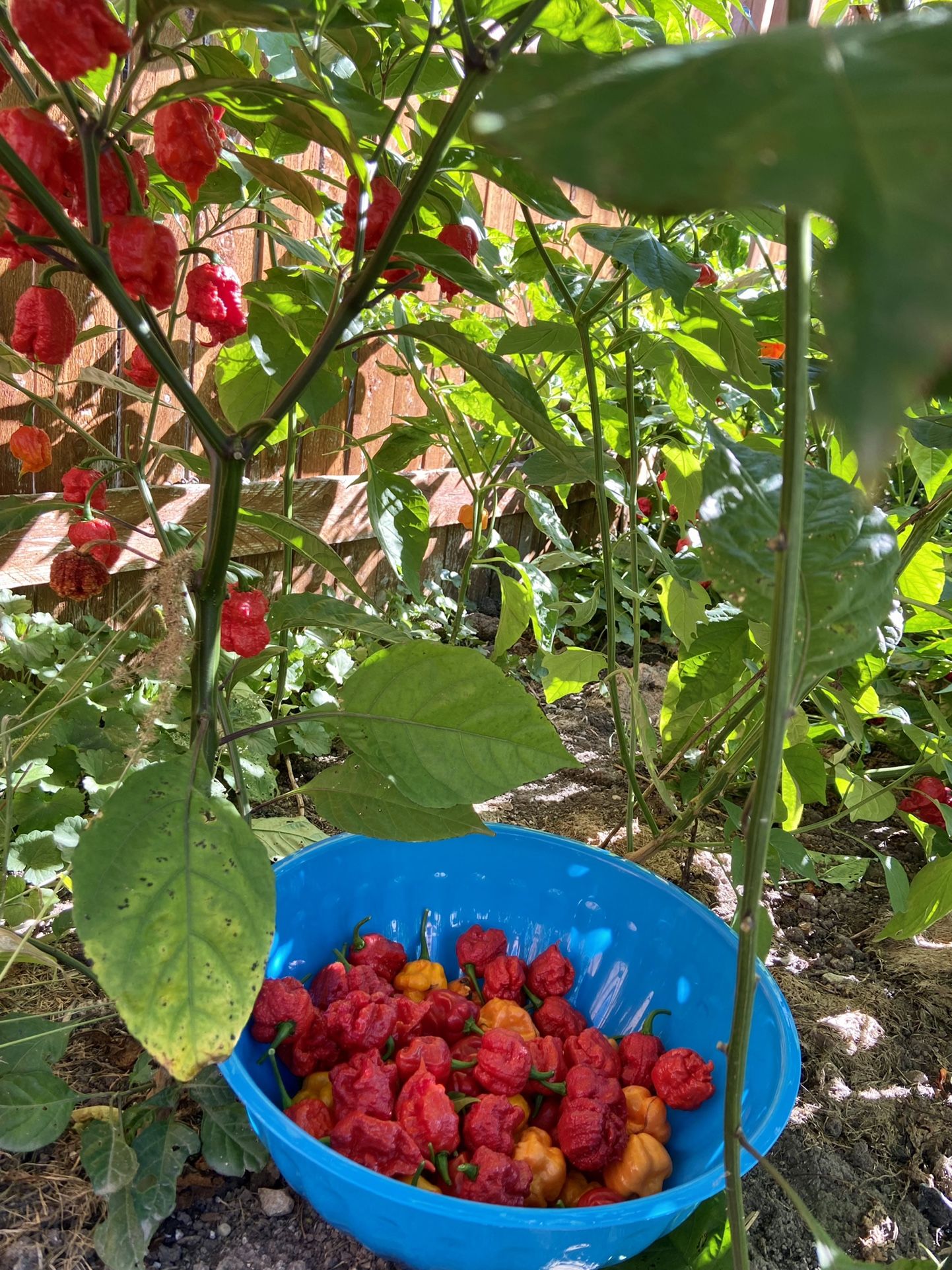 HOT peppers.  Reapers, Ghost and Dragon’s Breath