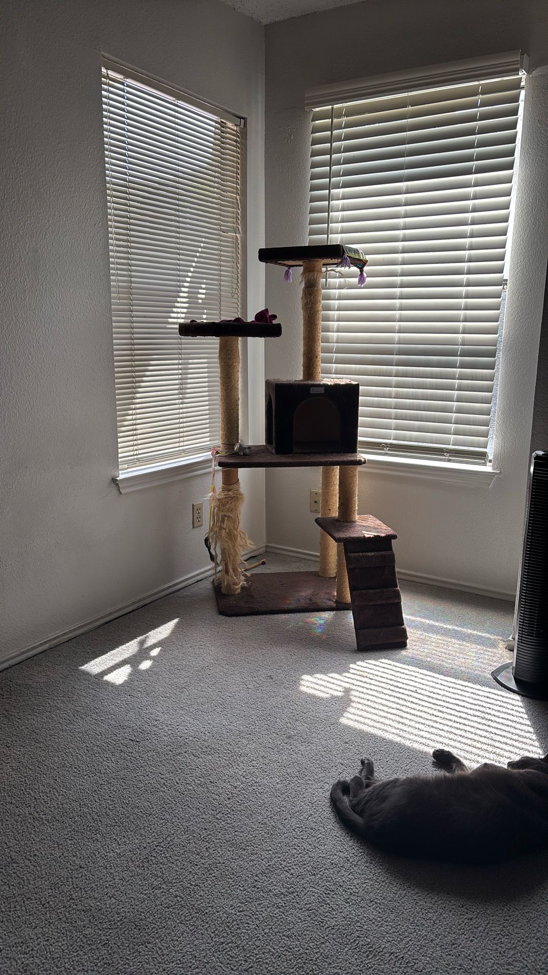 **FREE** Cat Condo
