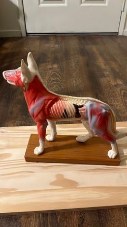 Acupuncture Model of dog