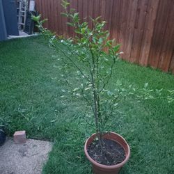tengo Esta Planta de Naranja 
