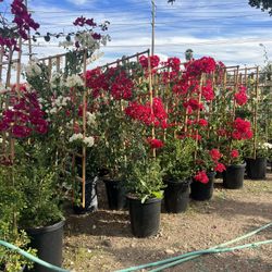 Bougainvillea Tralas