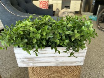 Box Plant (Faux Plant)