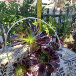 Her.mosa Planta Natural 