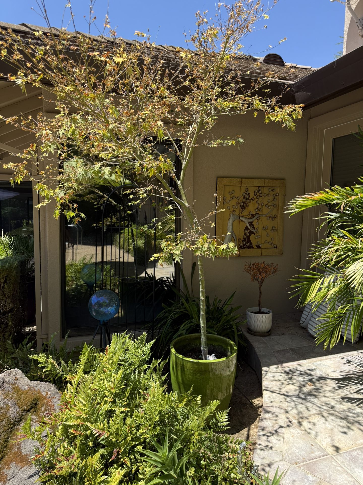 Large Ceramic Pot Includes Plant!