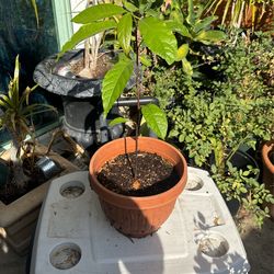 Avocado Tree ( Árbol De Aguacate)