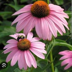 Native Plant - Perennial - Pink Cone Flower