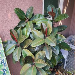 India Rubber Fig Tree