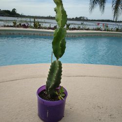 22" Dragon Fruit Cactus Rooted In Pot $25 -Ship $12 -White Flowers Red Edible Fruit 