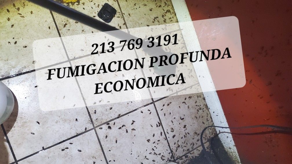 Mariofumitodo Garantizado Economico 