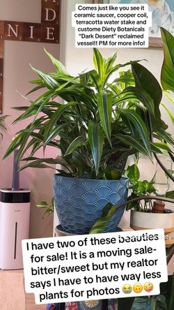 Dracaena Plant in Blue Ceramic Pot with Saucer