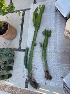 Euphorbia ingens $50/$150 - 2 sizes