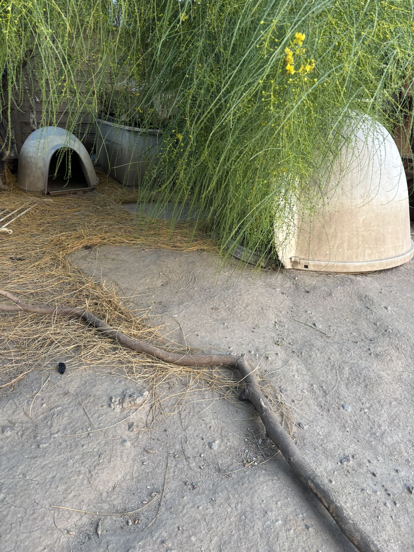 Two Dog House