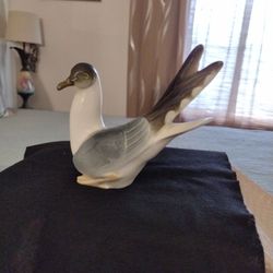 Seagull Bird