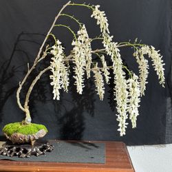 White JAPANESE WISTERIA Bonsai Tree for Sale in Sunnyvale, CA - OfferUp