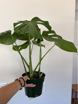 7.5 Inch Monstera Deliciosa Plant