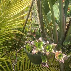 Hanging plant callisia live