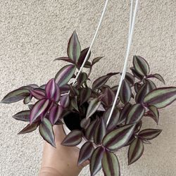 Beautiful Tradescantia Quadricolor Plant With Hanging Pot