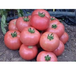 Organic Mikado Pink And Sweet Basket Tomato Plants 