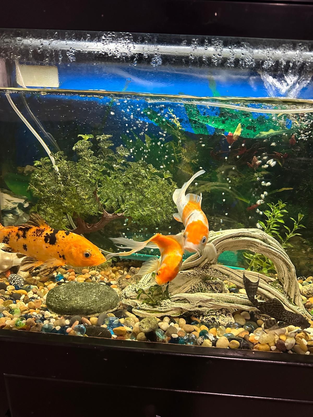 Fish Tank With Fish