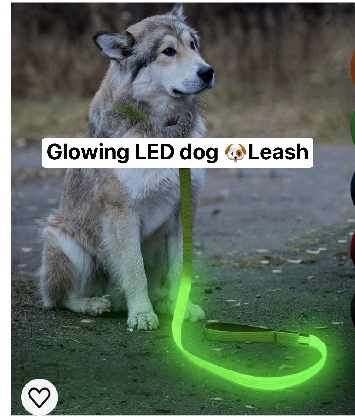 Glowing LED Dog 🐶 Leash 