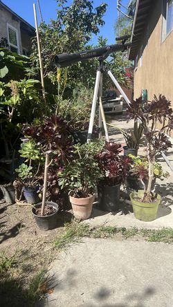 Plantas $12 por una de diferentes nombres