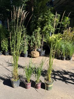 Awesome ornamental grasses!!