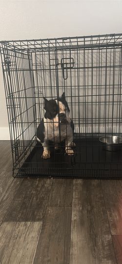 Kennel