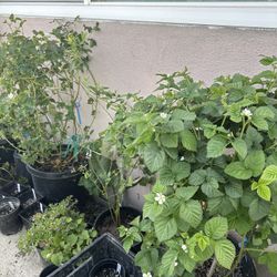 Blackberry Or Boysenberry Plant 