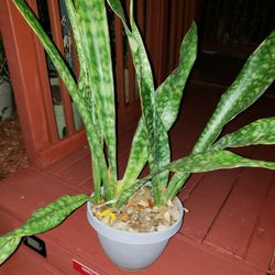 Snake Plant