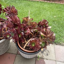 Plants For Sell