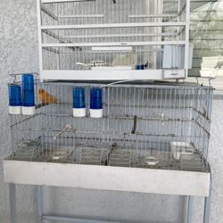 Canario Cage