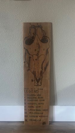 Wall art handmade Horse Skull Anatomy