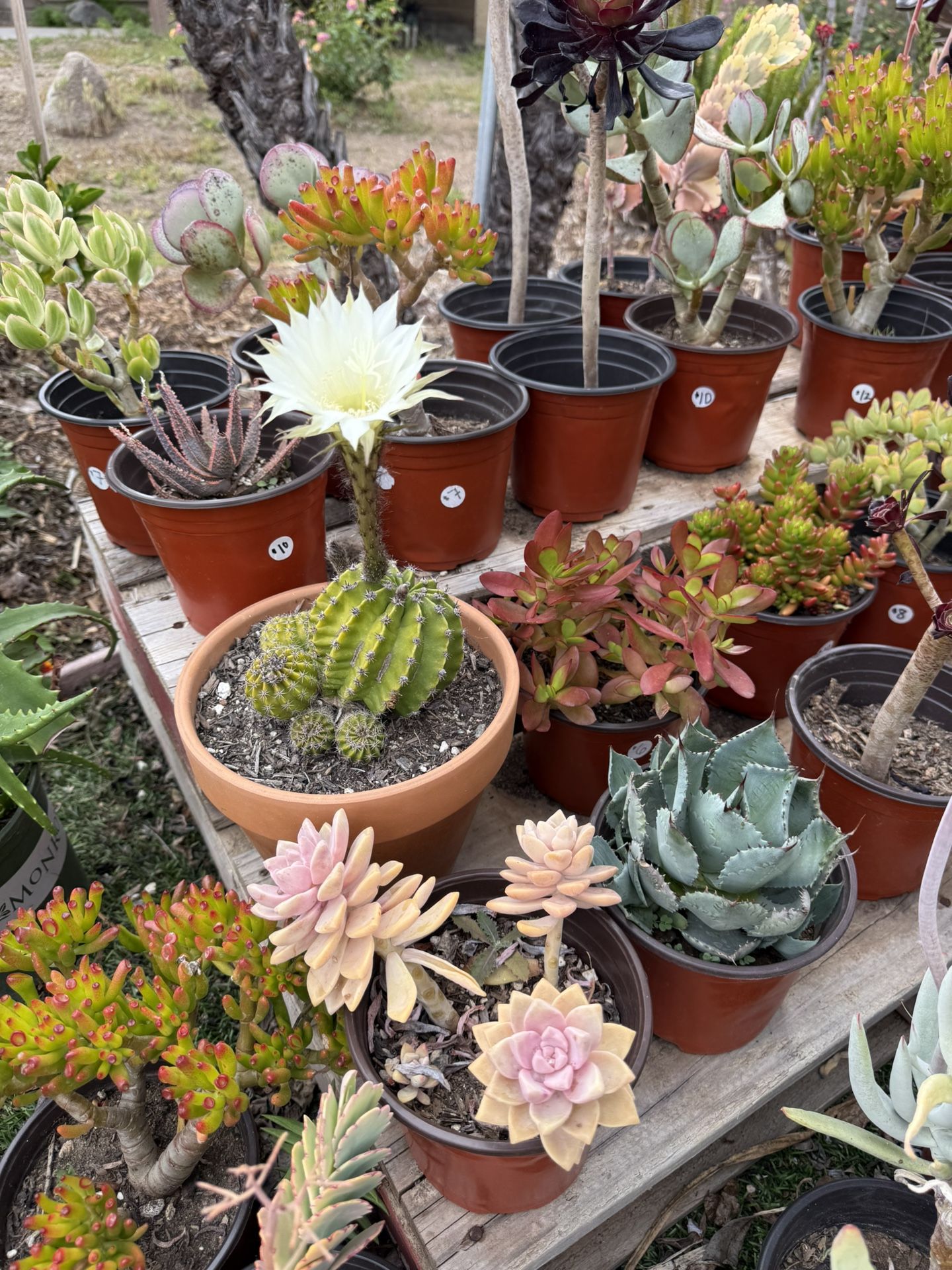 Variety Of Succulents Plants