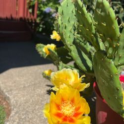 Eastern Prickly Pear Cactus 