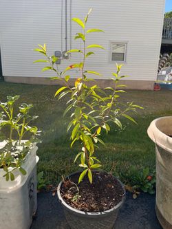 Two-year-old white peach tree