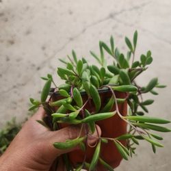 neclace rubi succulent 