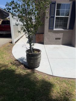 Plant pot