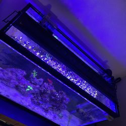 Coral Life SeaScape 30