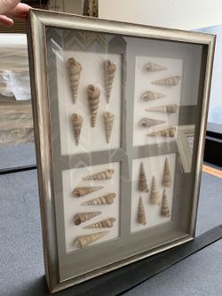 14 X 18 1/2 Shell Shadow Box Frame