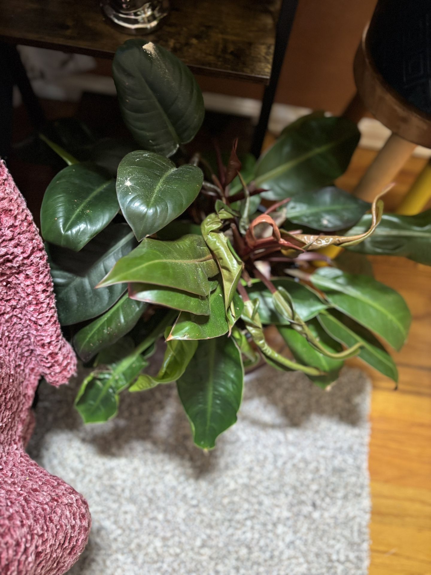 Philodendron Rojo, Sunrise And Lime Mix