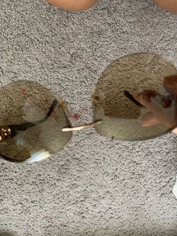 Women’s sunglasses