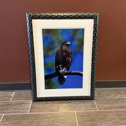 Framed Photograph - Hawk